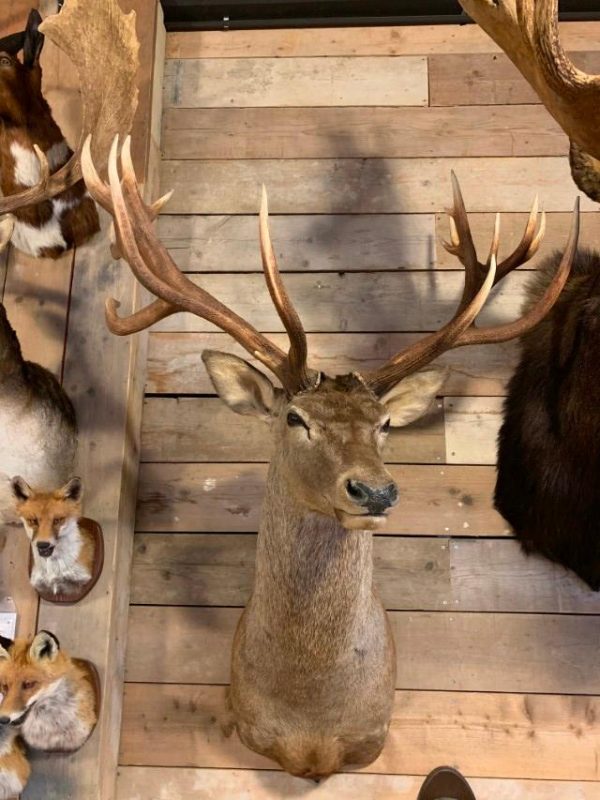 Jagdtrophäe eines riesigen Rot Hirsch.