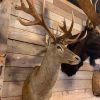 Hunting trophy of a huge red stag