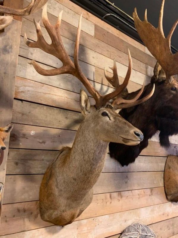 Hunting trophy of a huge red stag