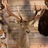 Hunting trophy of a huge red stag