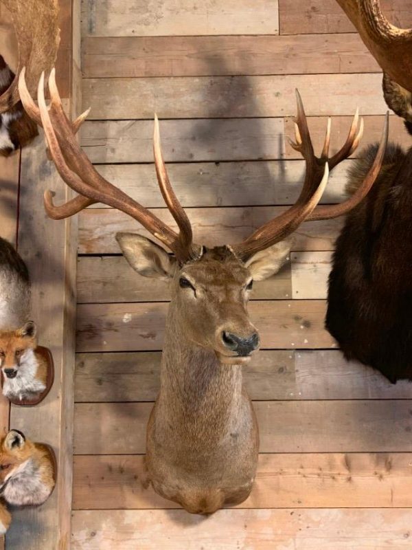 Hunting trophy of a huge red stag