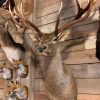 Hunting trophy of a huge red stag