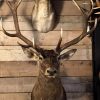 Splendid taxidermy head of a large red deer.