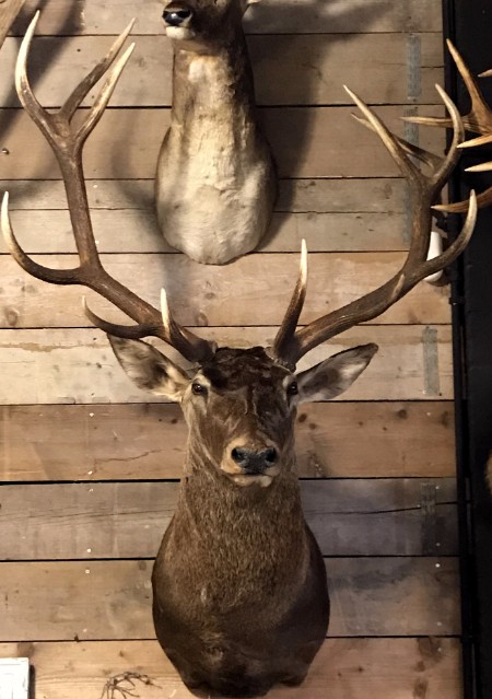 Hunting trophy of a impressive deer