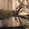 Hunting trophy of a impressive deer