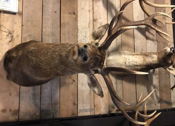 Jagd Trophea einen beeindruckende Hirsch