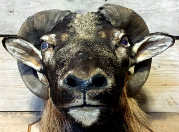 Hunting trophy of a mouflon