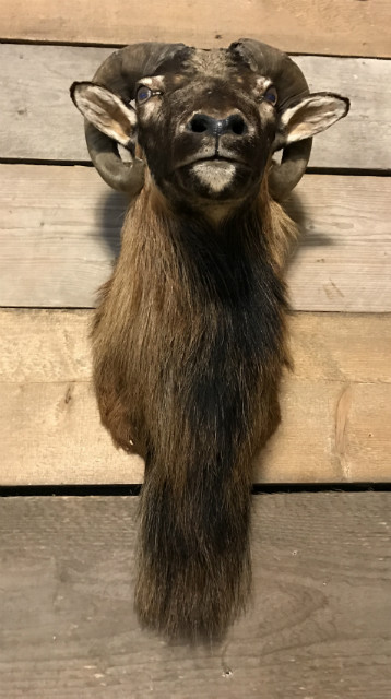 Hunting trophy of a mouflon