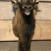 Hunting trophy of a mouflon