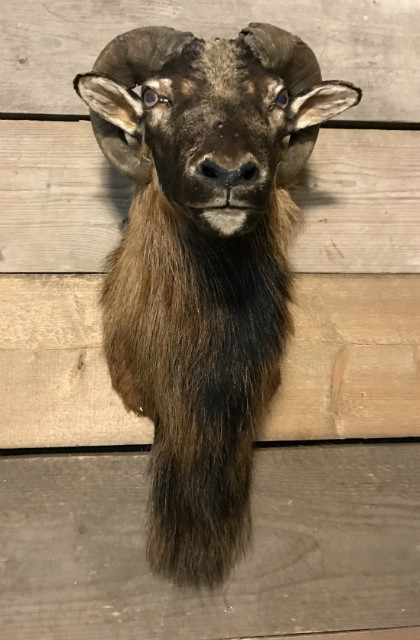 Hunting trophy of a mouflon