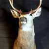 Hunting trophy of a mule deer