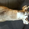 Hunting trophy of a mule deer