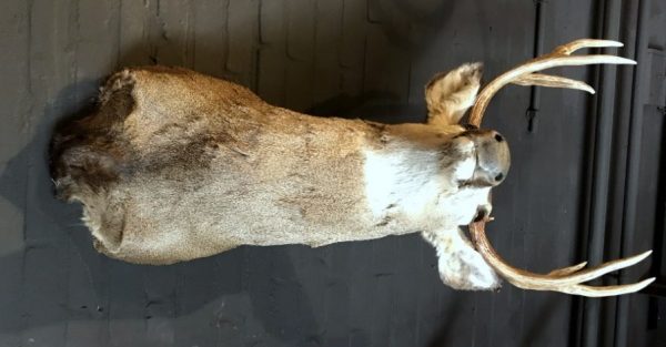 Hunting trophy of a mule deer