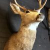 Hunting trophy of a mule deer