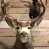 Hunting trophy of a mule deer.