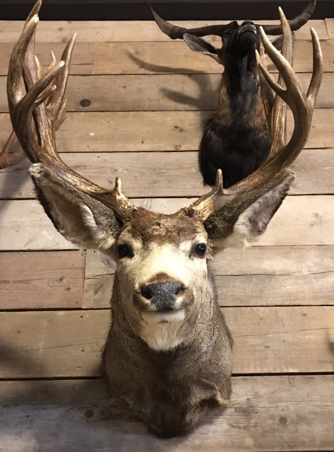Hunting trophy of a mule deer.