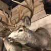 Hunting trophy of a mule deer.