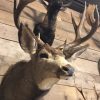 Hunting trophy of a mule deer.