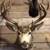 Hunting trophy of a mule deer.