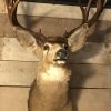 Large collection of stuffed deer heads