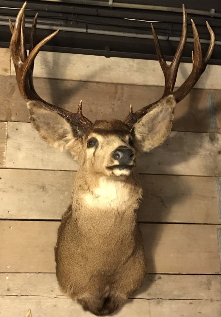 Hunting trophy of a mule deer