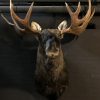 Very beautiful high-capital whitetail deer head (Odocoileus virginianus) from Canada.