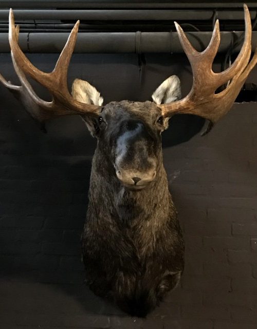 Hunting trophy of a Scandinavian moose