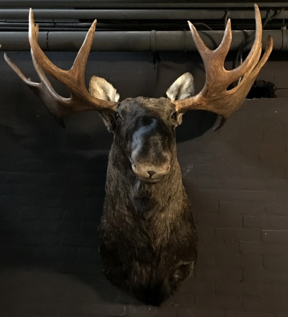 Hunting trophy of a Scandinavian moose