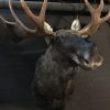 Hunting trophy of a Scandinavian moose