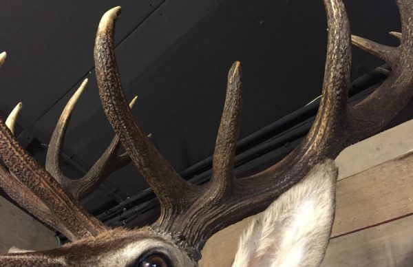 Hunting Trophy of a very large red deer