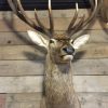 Mounted capital red deer heads