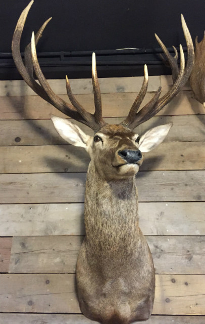 Jagd Trophäe von einem sehr großen Hirsch.