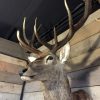 Hunting Trophy of a very large red deer