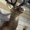 Hunting Trophy of a very large red deer