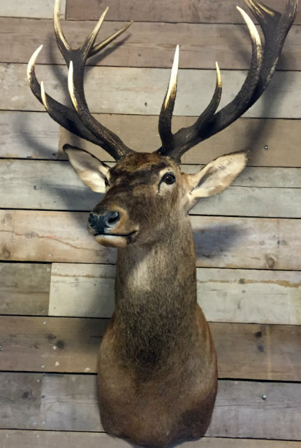 Jagd Trophäe von einem sehr großen Hirsch