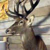 Hunting Trophy of a very large red deer