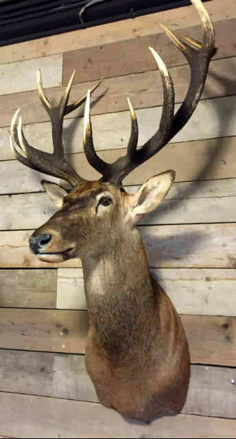 Hunting Trophy of a very large red deer