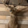 Hunting trophy of a very large red stag