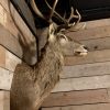 Hunting trophy of a very large red stag