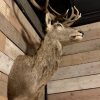 Hunting trophy of a very large red stag