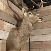 Hunting trophy of a very large red stag