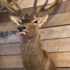 Hunting trophy of a very large red stag