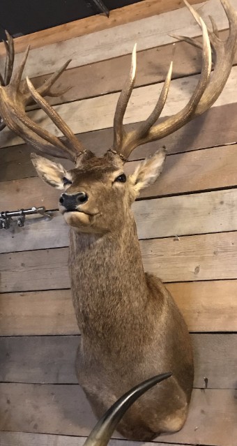 Hunting trophy of a very large red stag