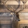 Hunting trophy of a very large red stag