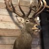 Hunting trophy of a very large red stag