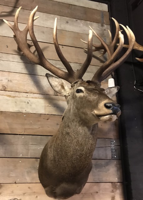 Hunting trophy of a very large red stag