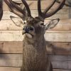 Hunting trophy of a very large red stag