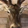 Hunting trophy of a very large red stag