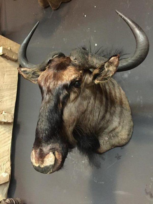 Jagd Trophäe eine Gnus