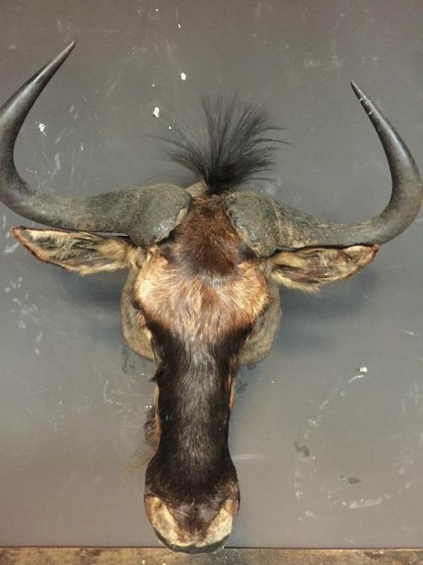 Jagd Trophäe eine Gnus